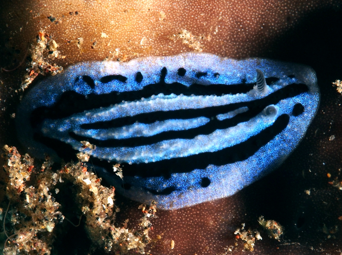 Anne's Phyllidiopsis - Phyllidiopsis annae - Bali, Indonesia