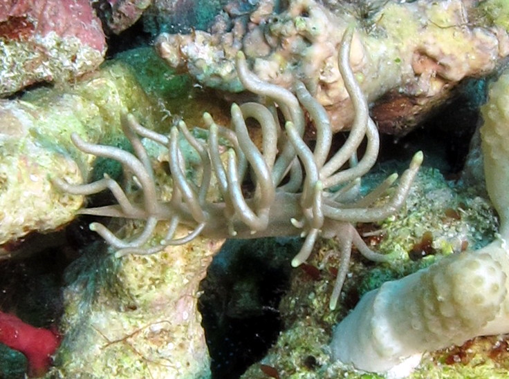 Yellow-Tipped Phyllodesmium - Phyllodesmium briareum