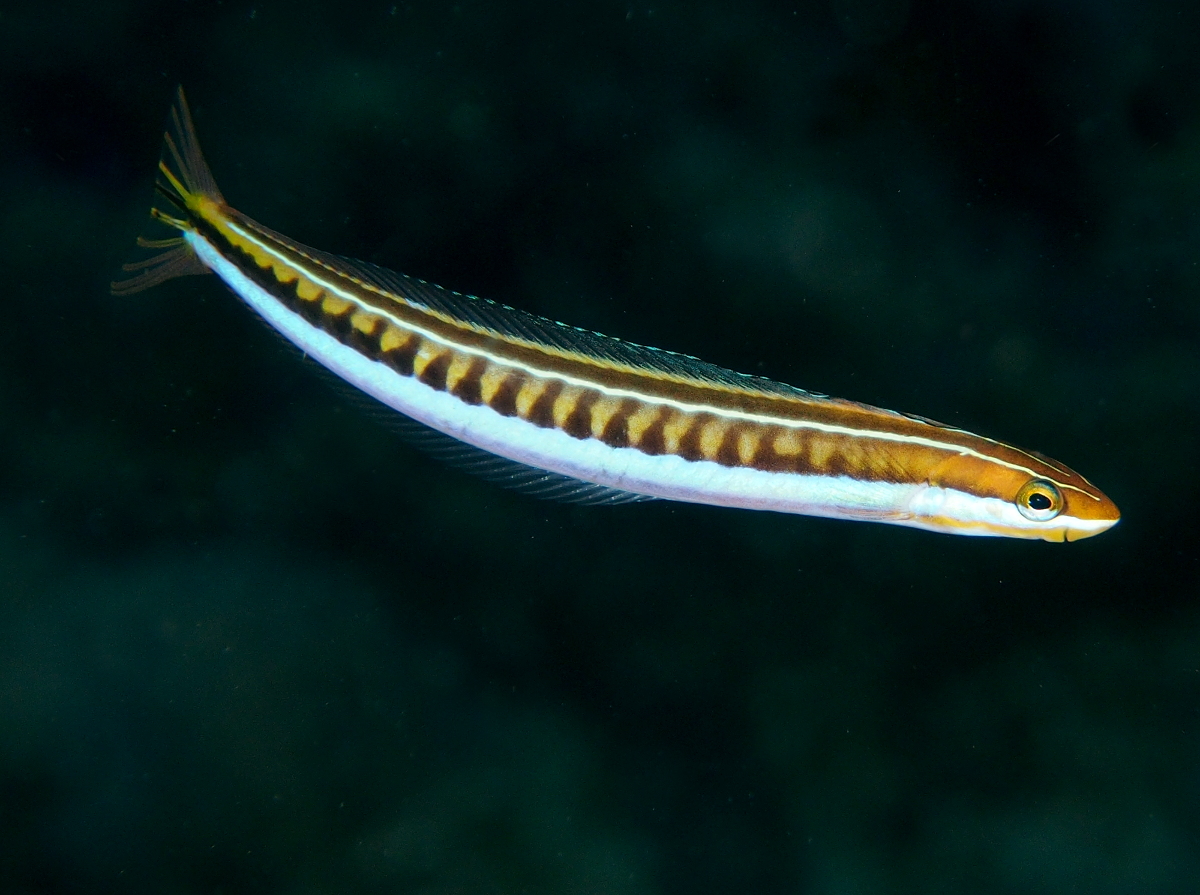 Piano Fangblenny - Plagiotremus tapeinosoma