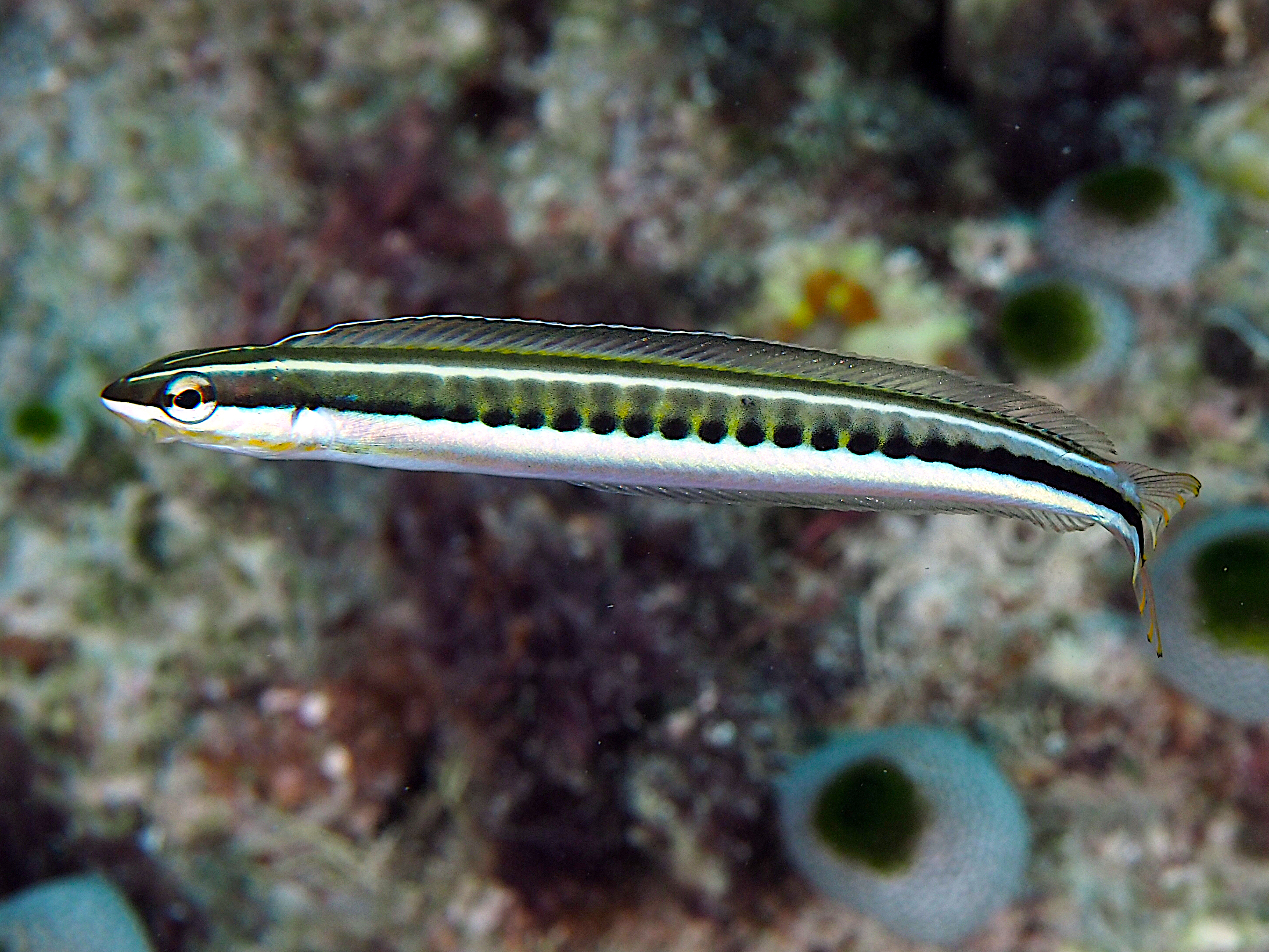 Piano Fangblenny - Plagiotremus tapeinosoma