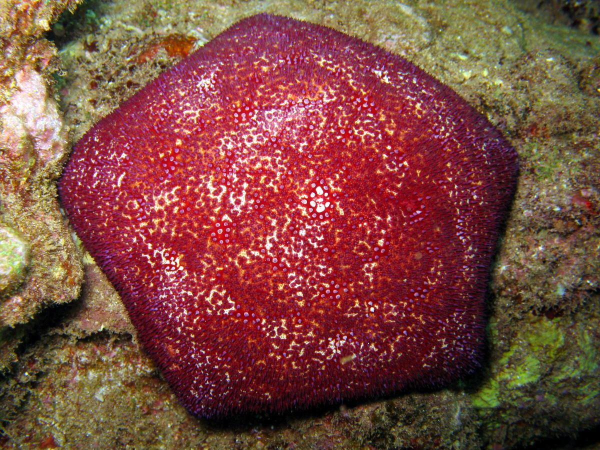 Pin Cushion Sea Star - Culcita novaeguineae