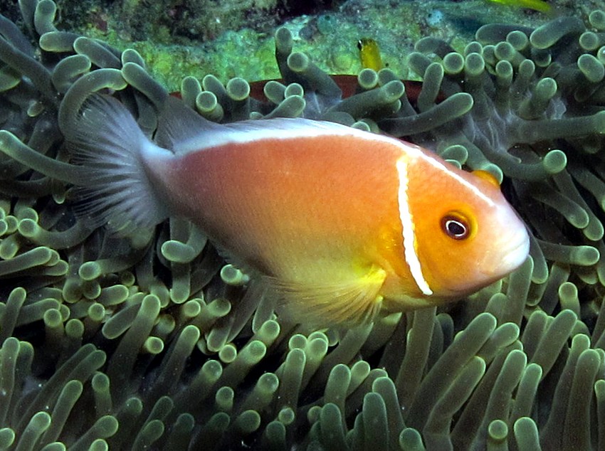 Pink Anemonefish - Amphiprion perideraion