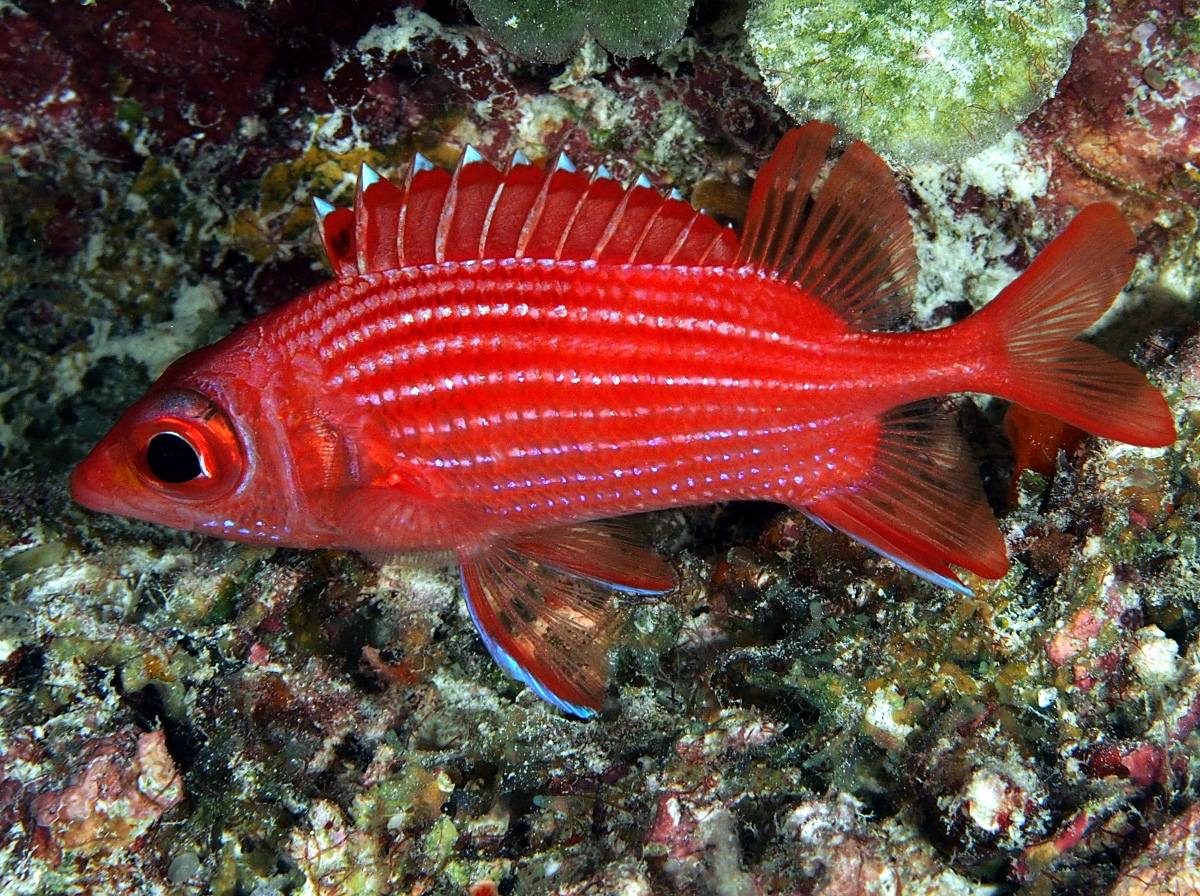 Pink Squirrelfish - Sargocentron tiereoides - Palau