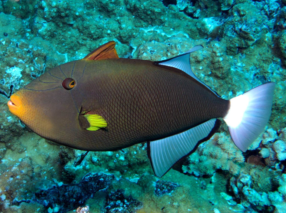 Pinktail Triggerfish - Melichthys vidua