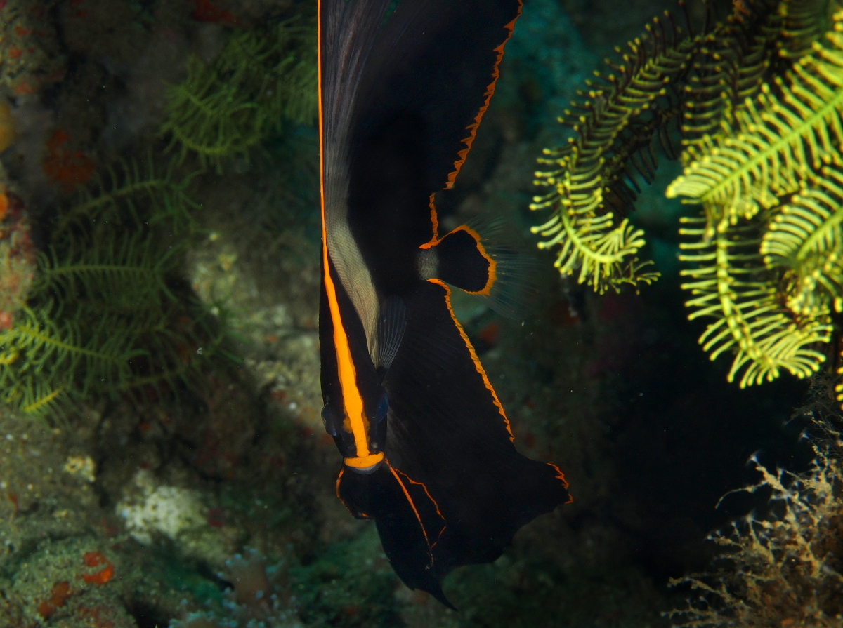 Pinnate Spadefish - Platax pinnatus