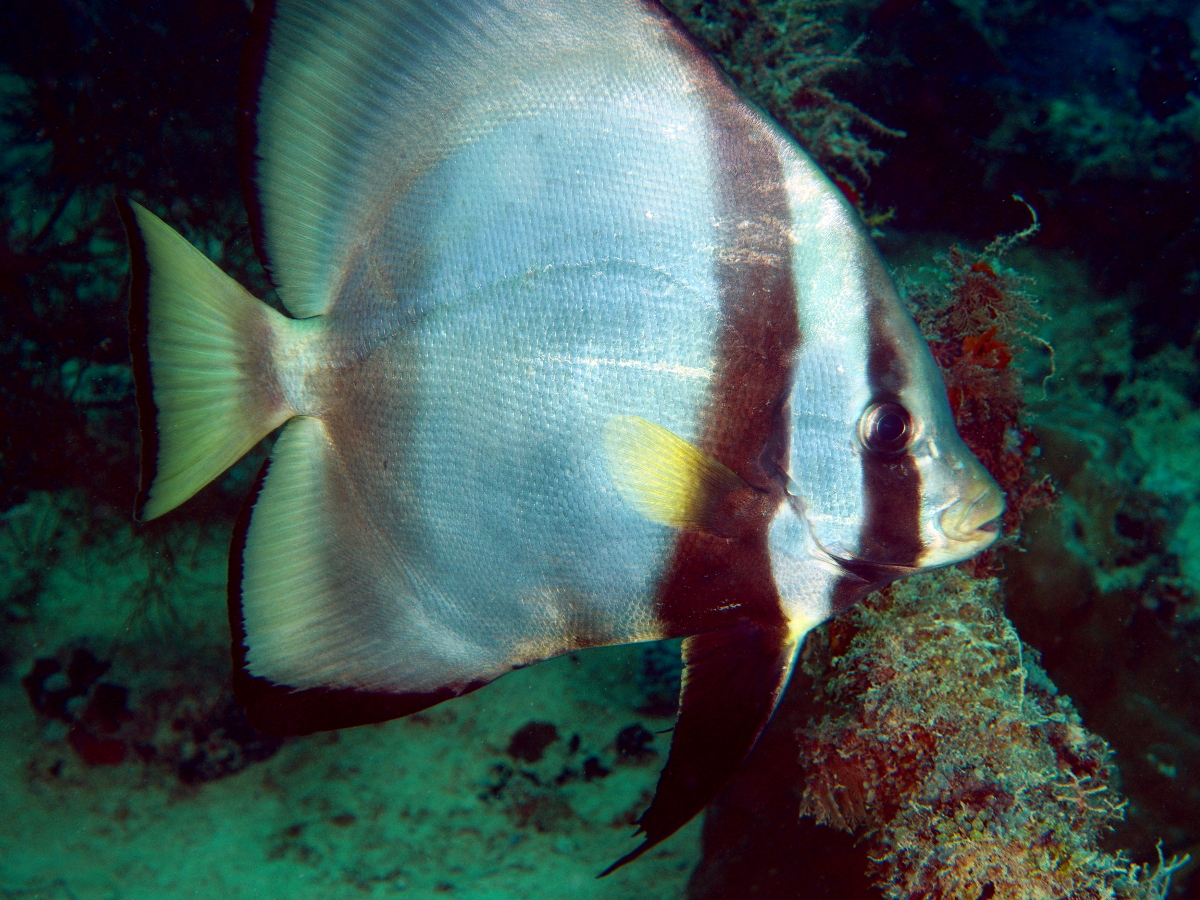 Pinnate Spadefish - Platax pinnatus