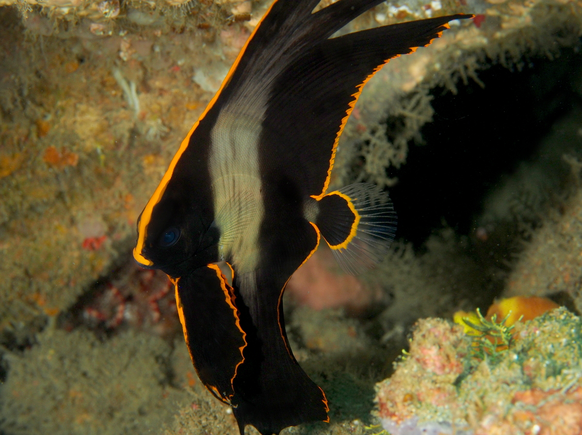 Pinnate Spadefish - Platax pinnatus