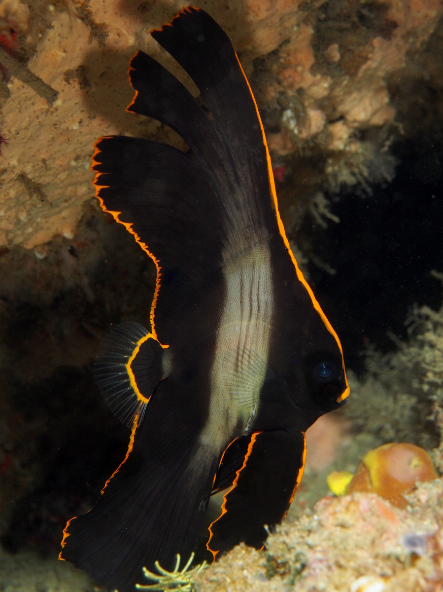 Pinnate Spadefish - Platax pinnatus