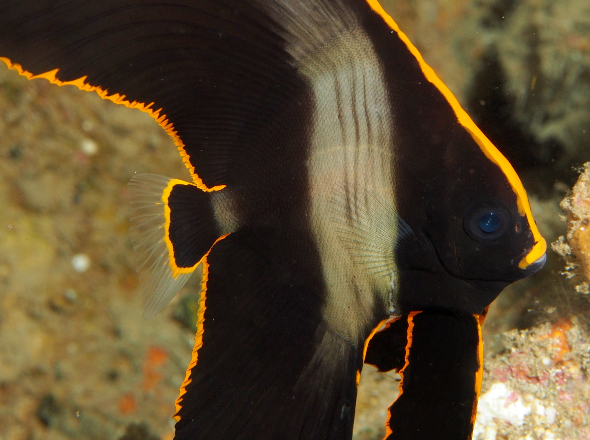 Pinnate Spadefish - Platax pinnatus