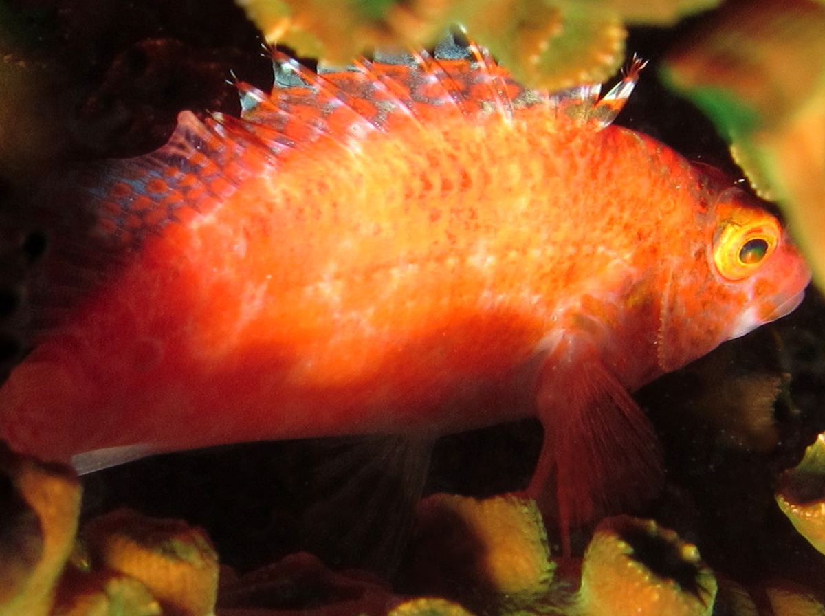 Pixy Hawkfish - Cirrhitichthys oxycephalus