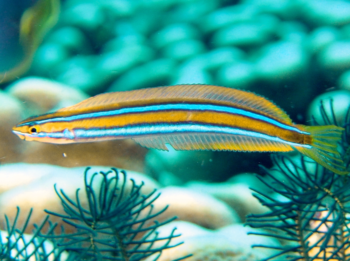 Bluestriped Fangblenny - Plagiotremus rhinorhynchos