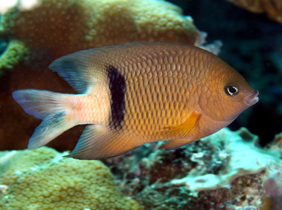 Blackbar Damselfish - Plectroglyphidodon dickii - Palau
