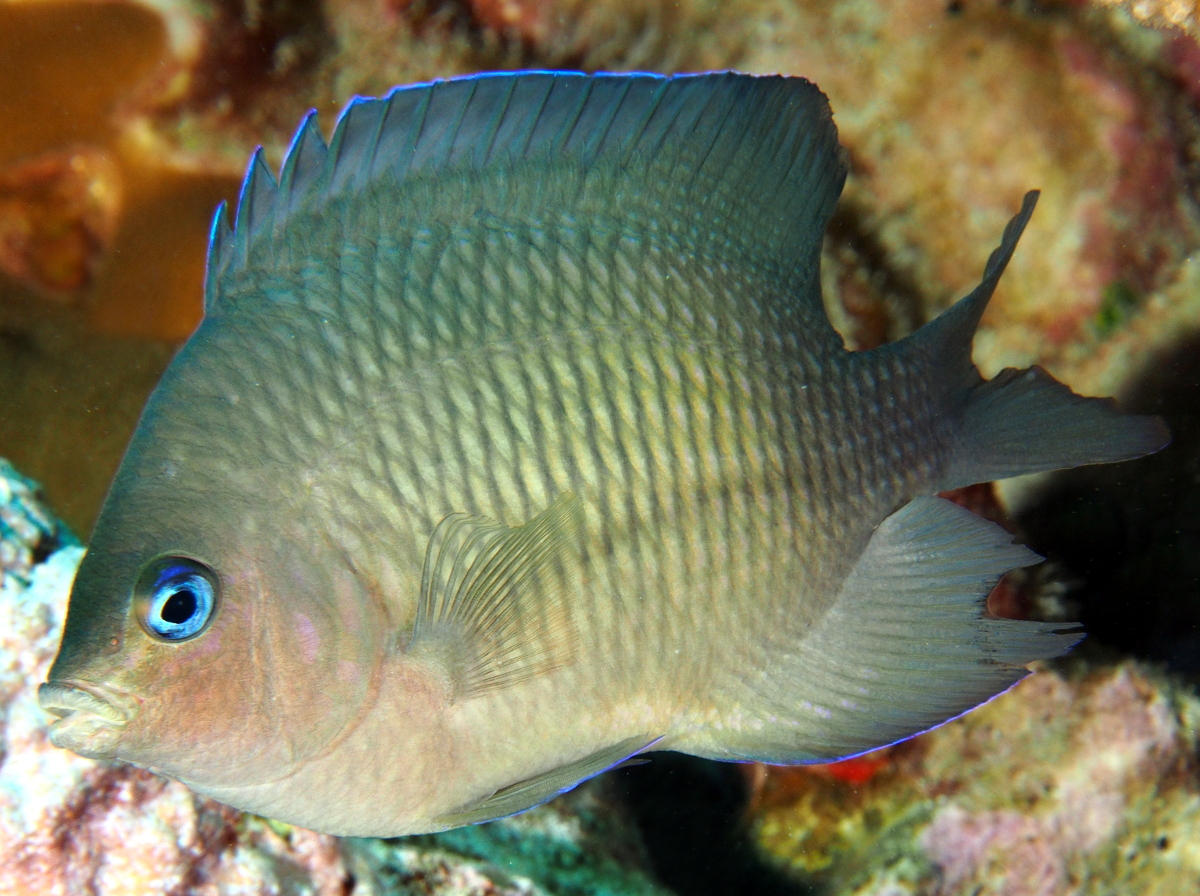 Johnston Damselfish - Plectroglyphidodon johnstonianus