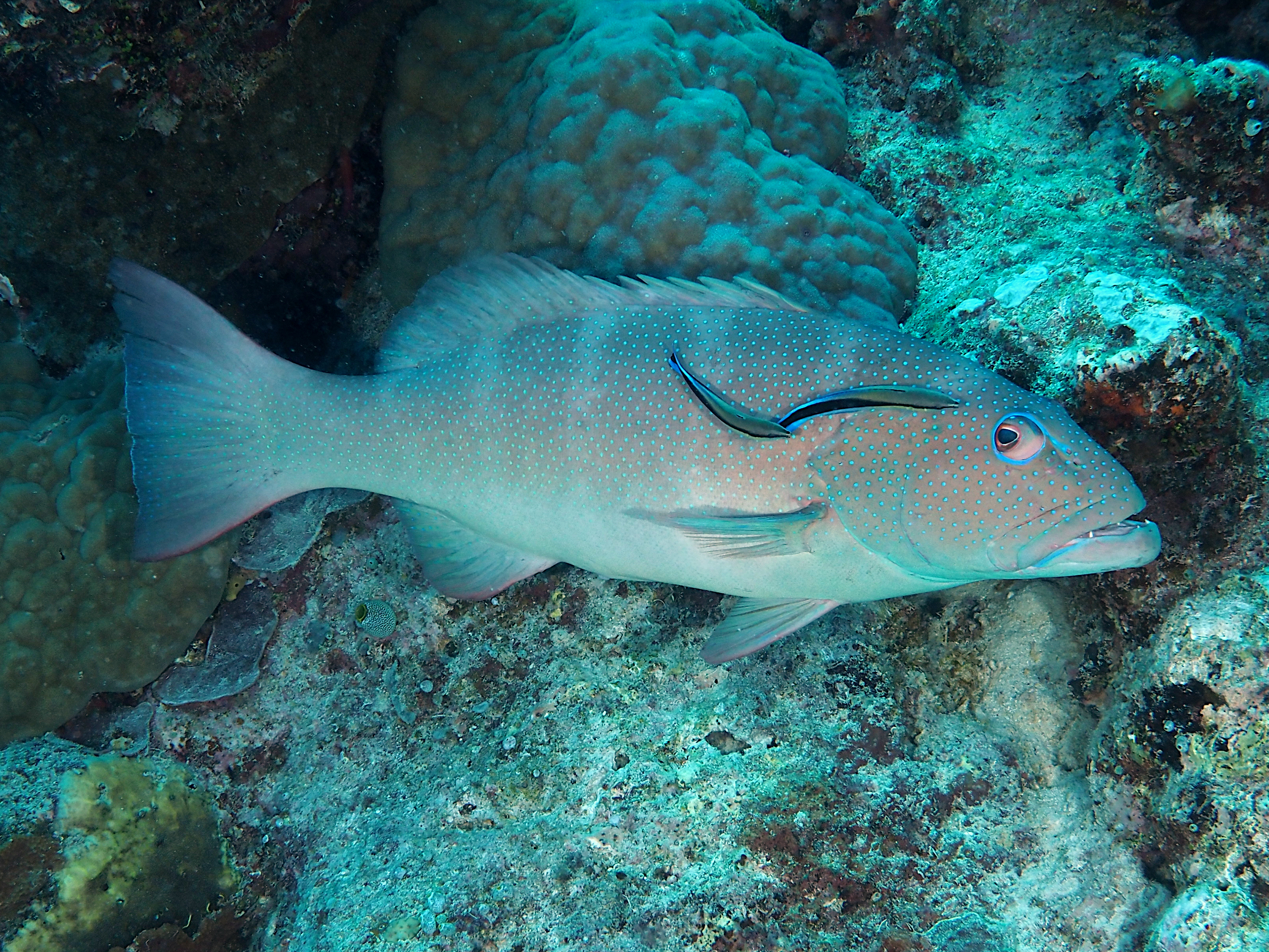 Blacksaddled Coral Grouper - Plectropomus laevis