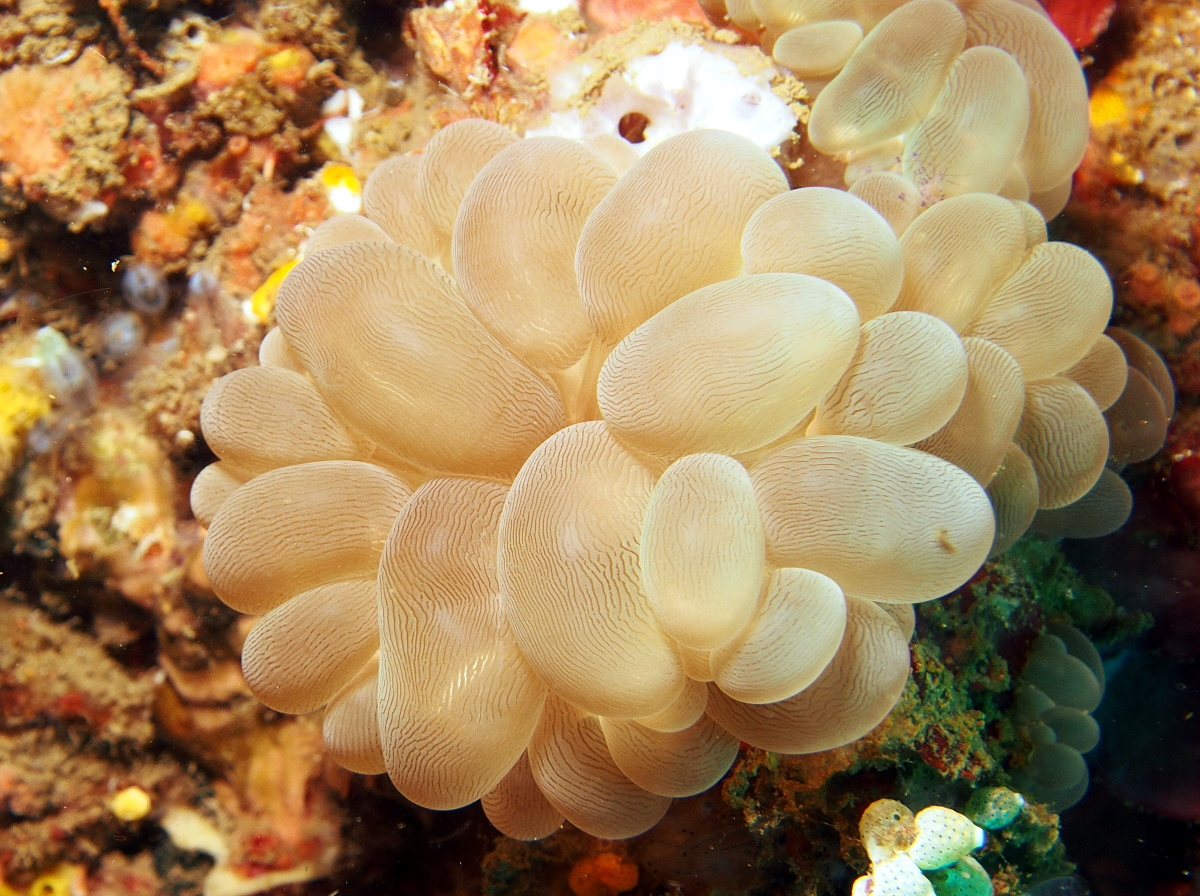 Bubble Coral - Plerogyra sinuosa