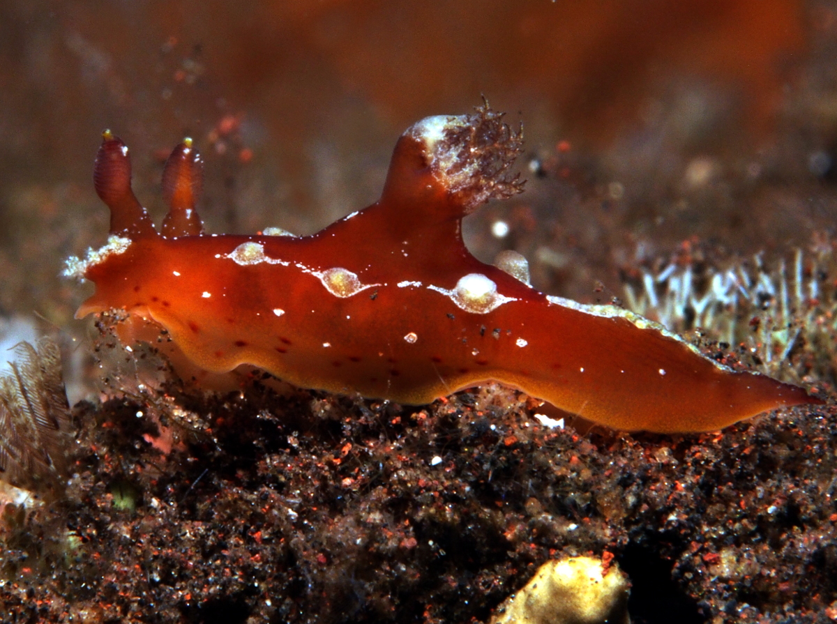 Spotted-Foot Plocamopherus - Plocamopherus maculapodium - Bali, Indonesia