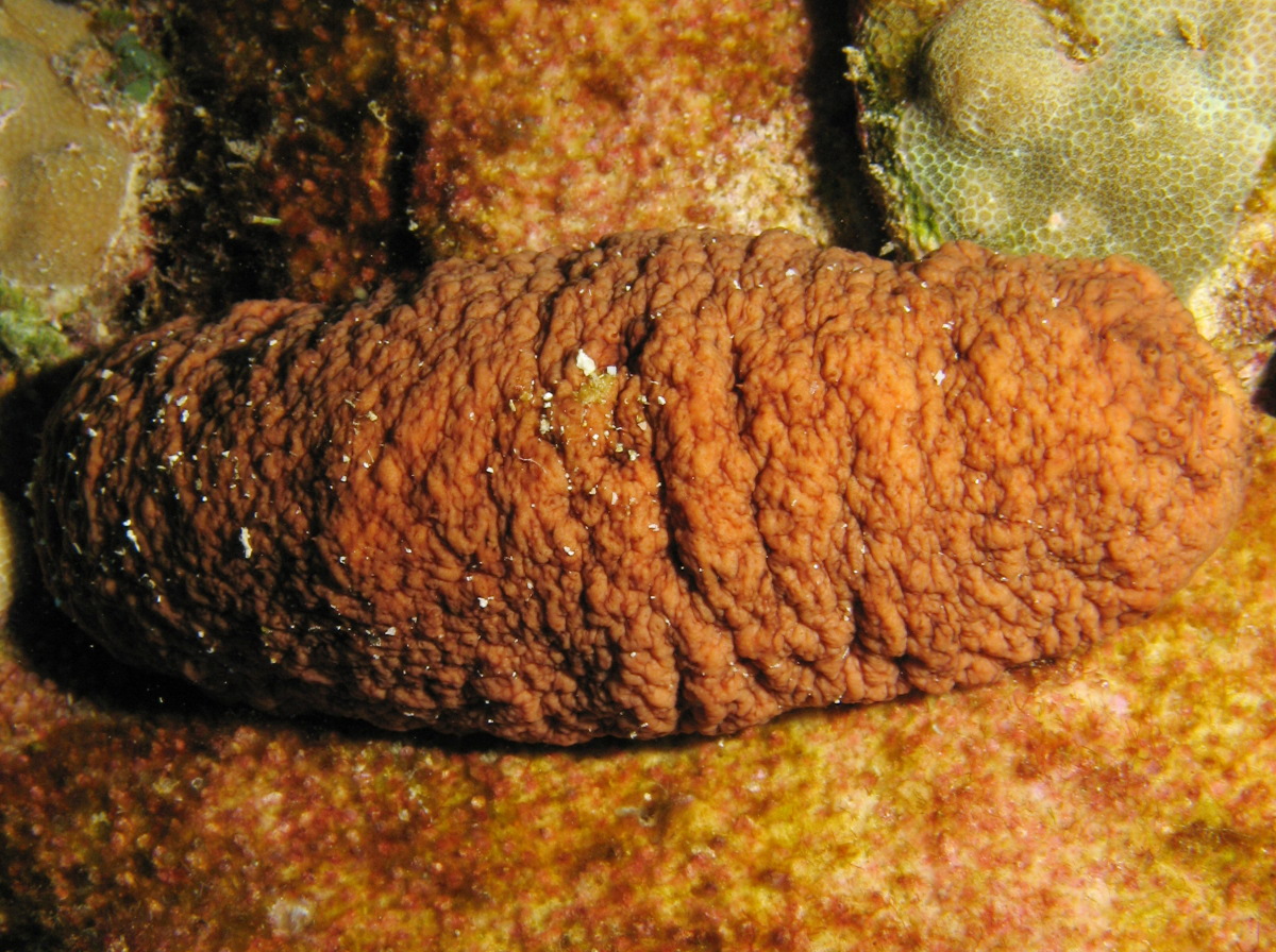 Plump Sea Cucumber - Actinopyga obesa