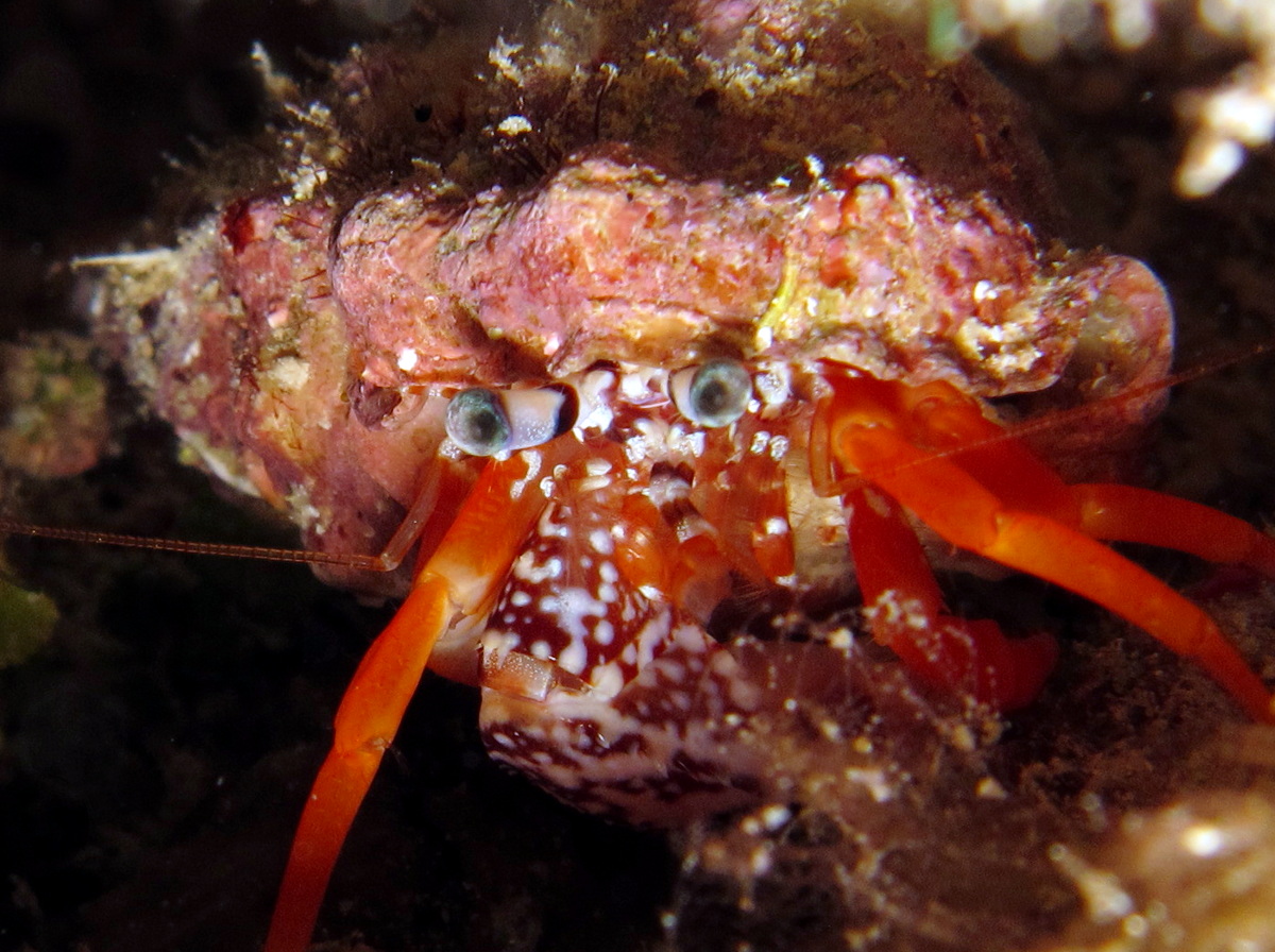 Polkadotted Hermit Crab - Phimochirus operculatus