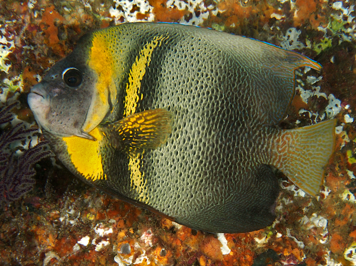 Cortez Angelfish - Pomacanthus zonipectus