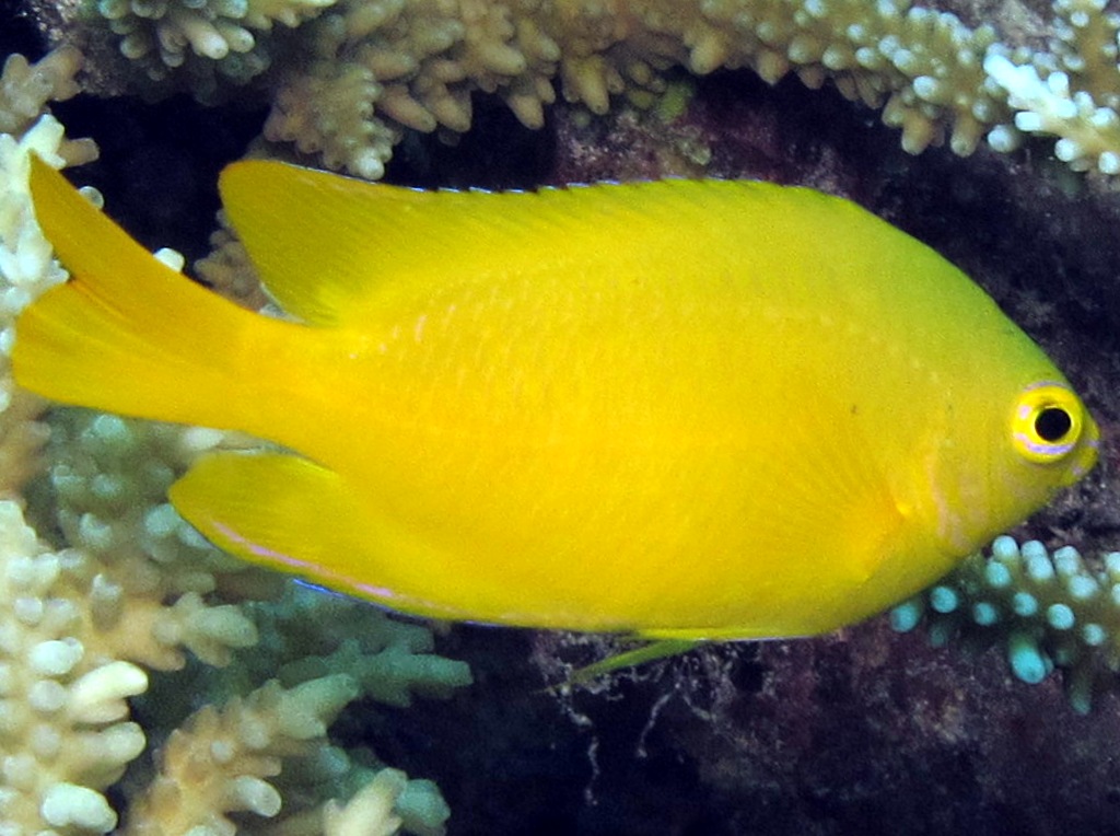 Lemon Damselfish - Pomacentrus moluccensis