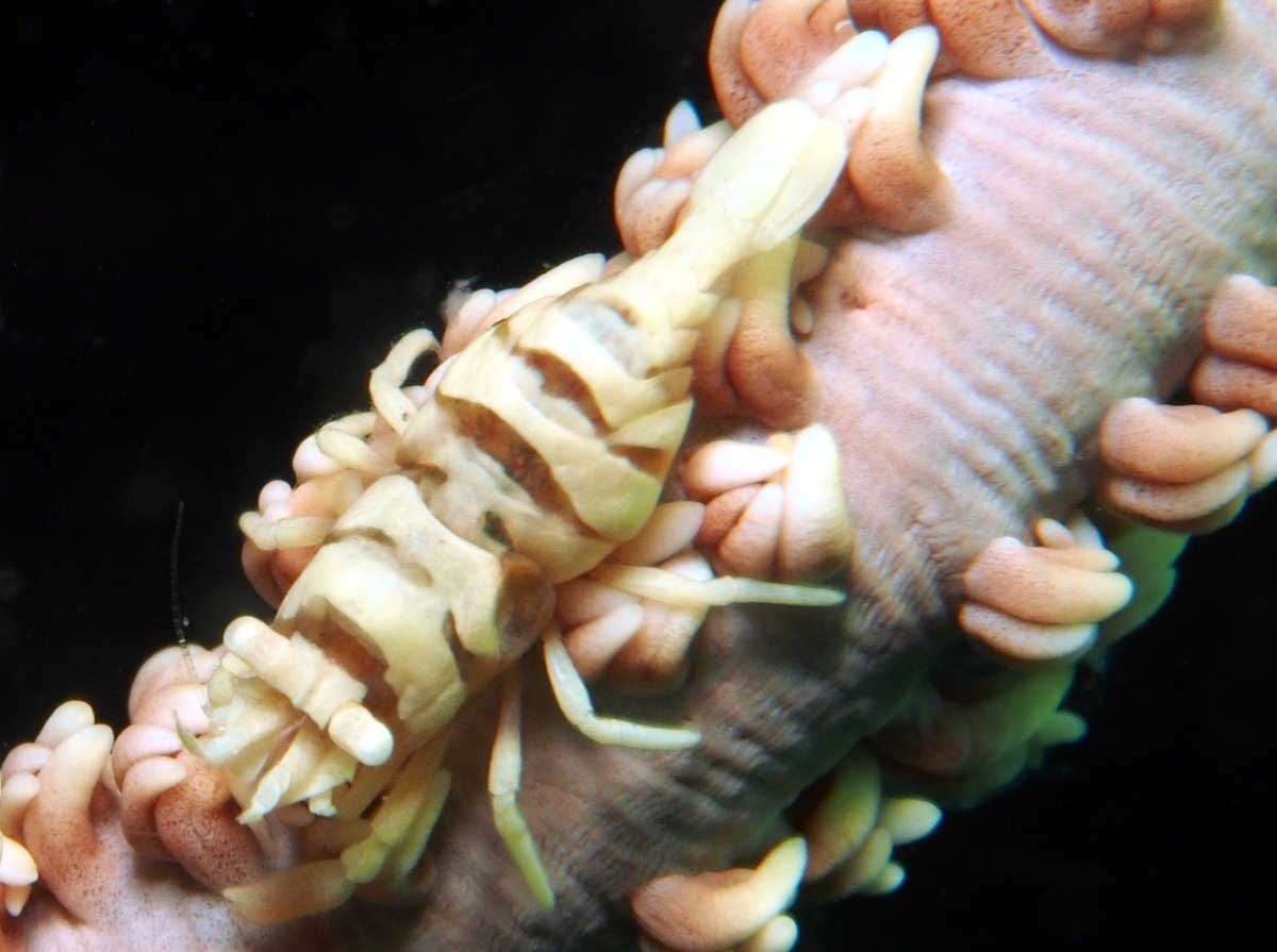 Anker's Whip Coral Shrimp - Pontonides ankeri