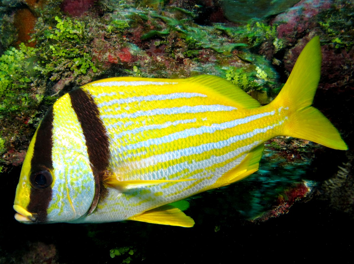 Porkfish - Anisotremus virginicus