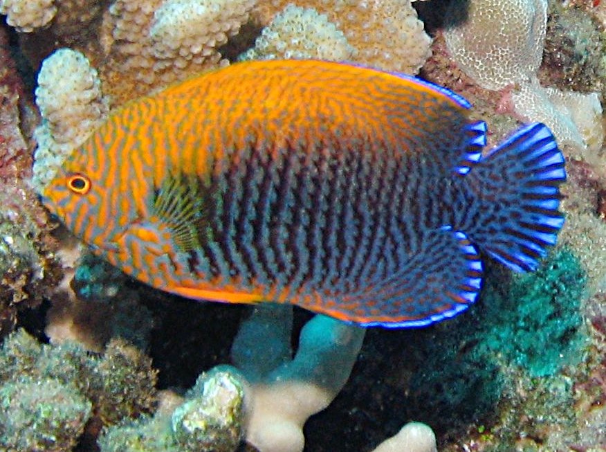 Potter's Angelfish - Centropyge potteri