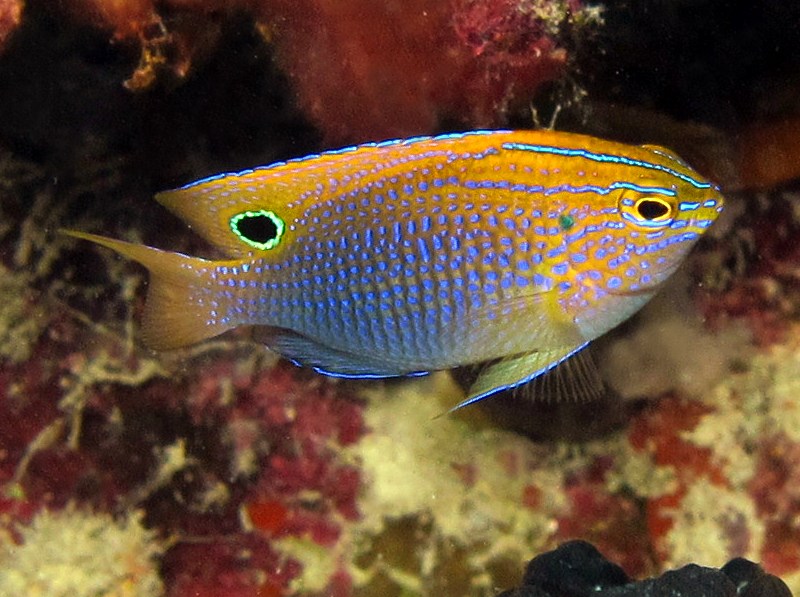 Princess Damselfish - Pomacentrus vaiuli
