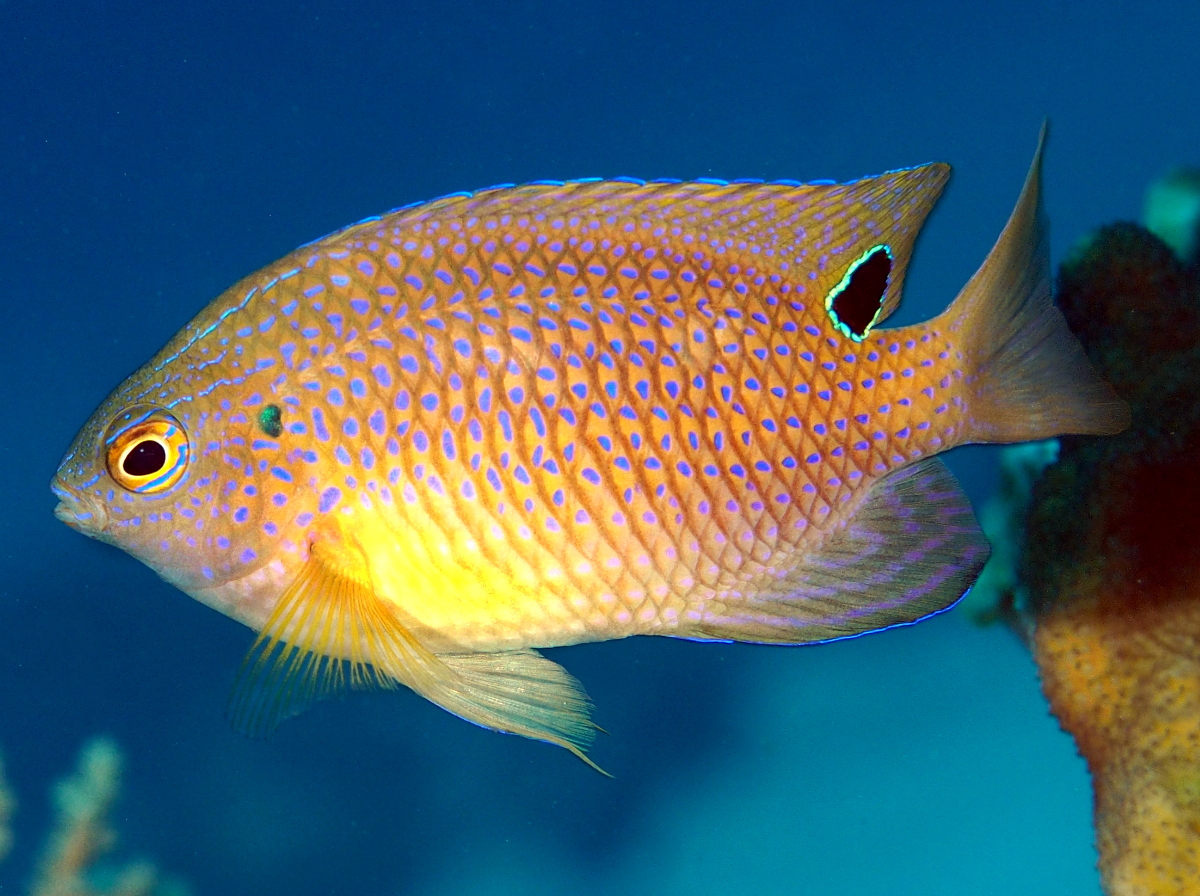 Princess Damselfish - Pomacentrus vaiuli