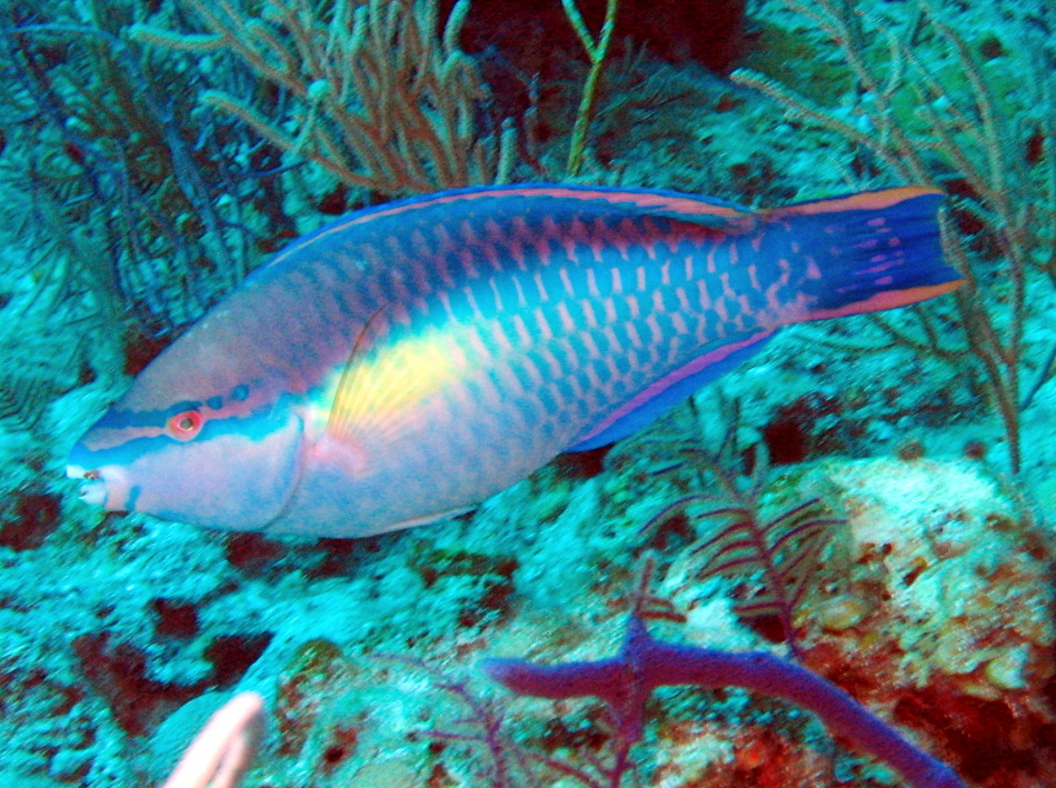 Princess Parrotfish - Scarus taeniopterus
