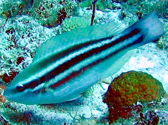 Princess Parrotfish - Scarus taeniopterus