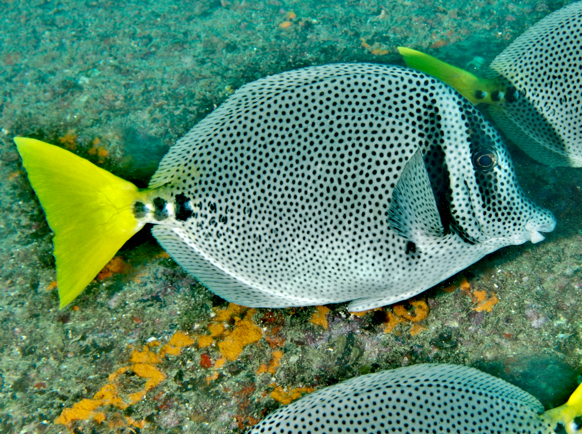 Yellowtail Surgeonfish - Prionurus punctatus