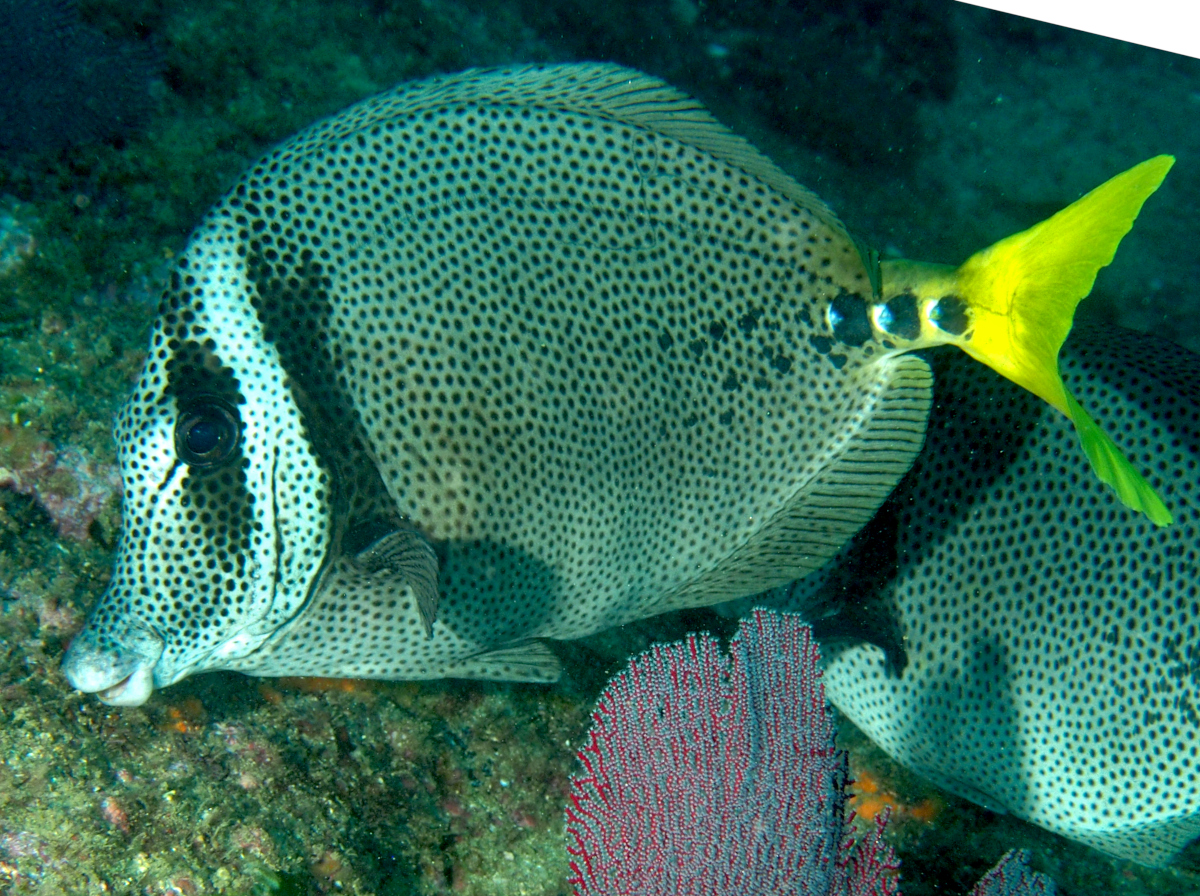 Yellowtail Surgeonfish - Prionurus punctatus