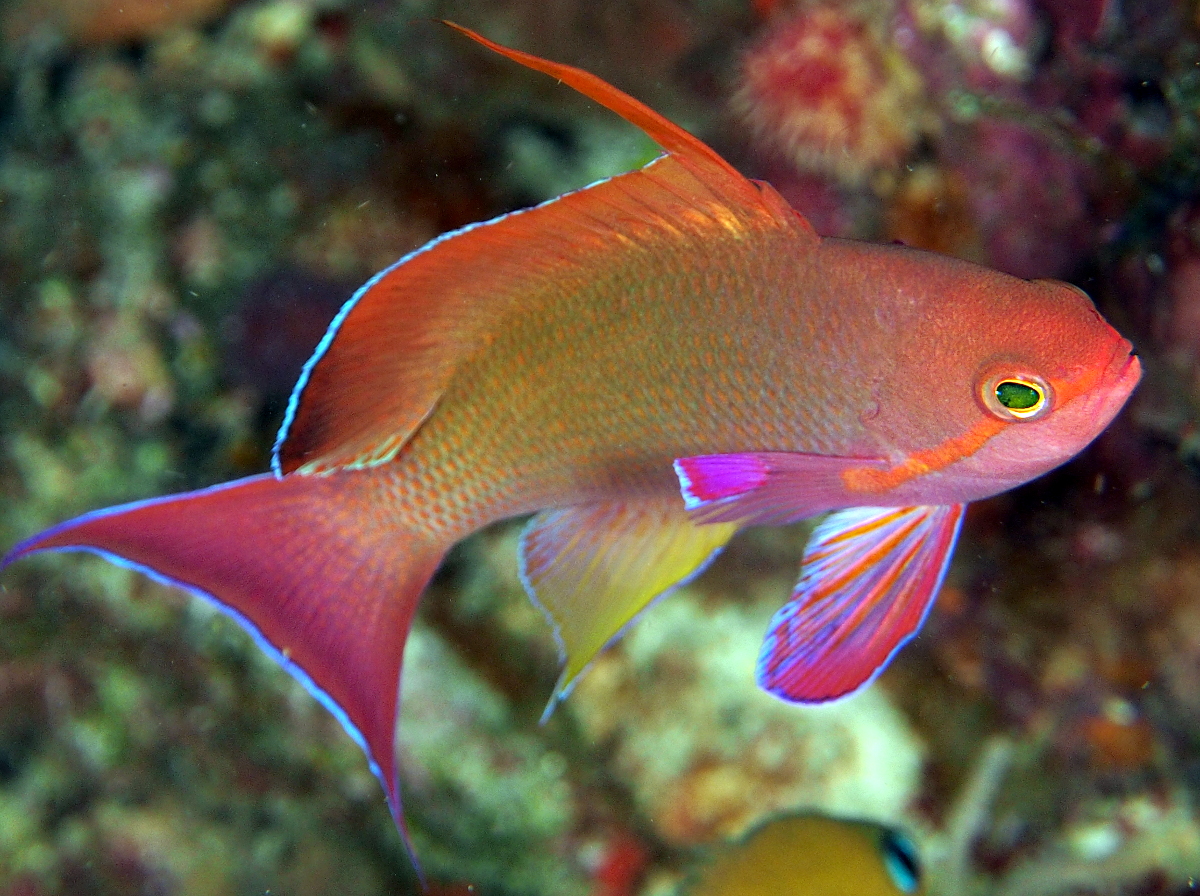 Scalefin Anthias - Pseudanthias squamipinnis