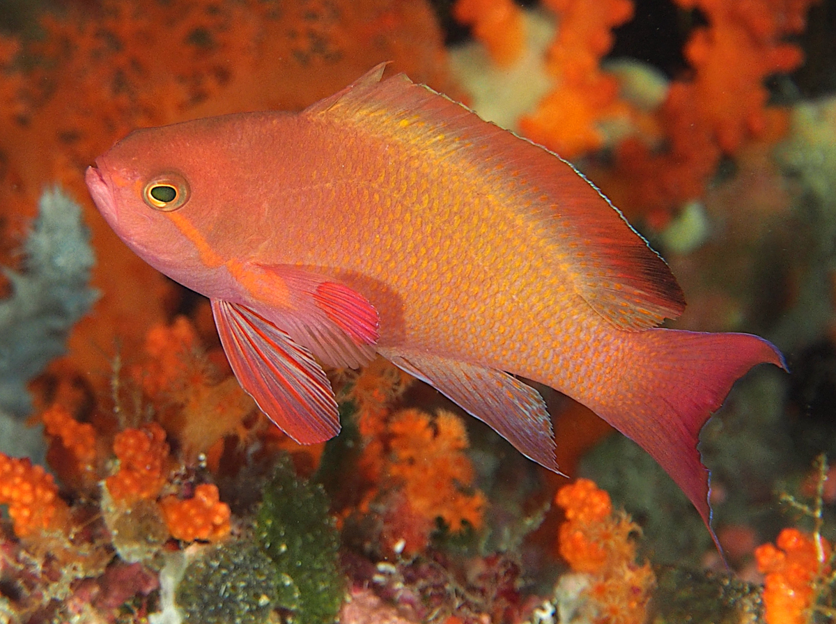 Scalefin Anthias - Pseudanthias squamipinnis