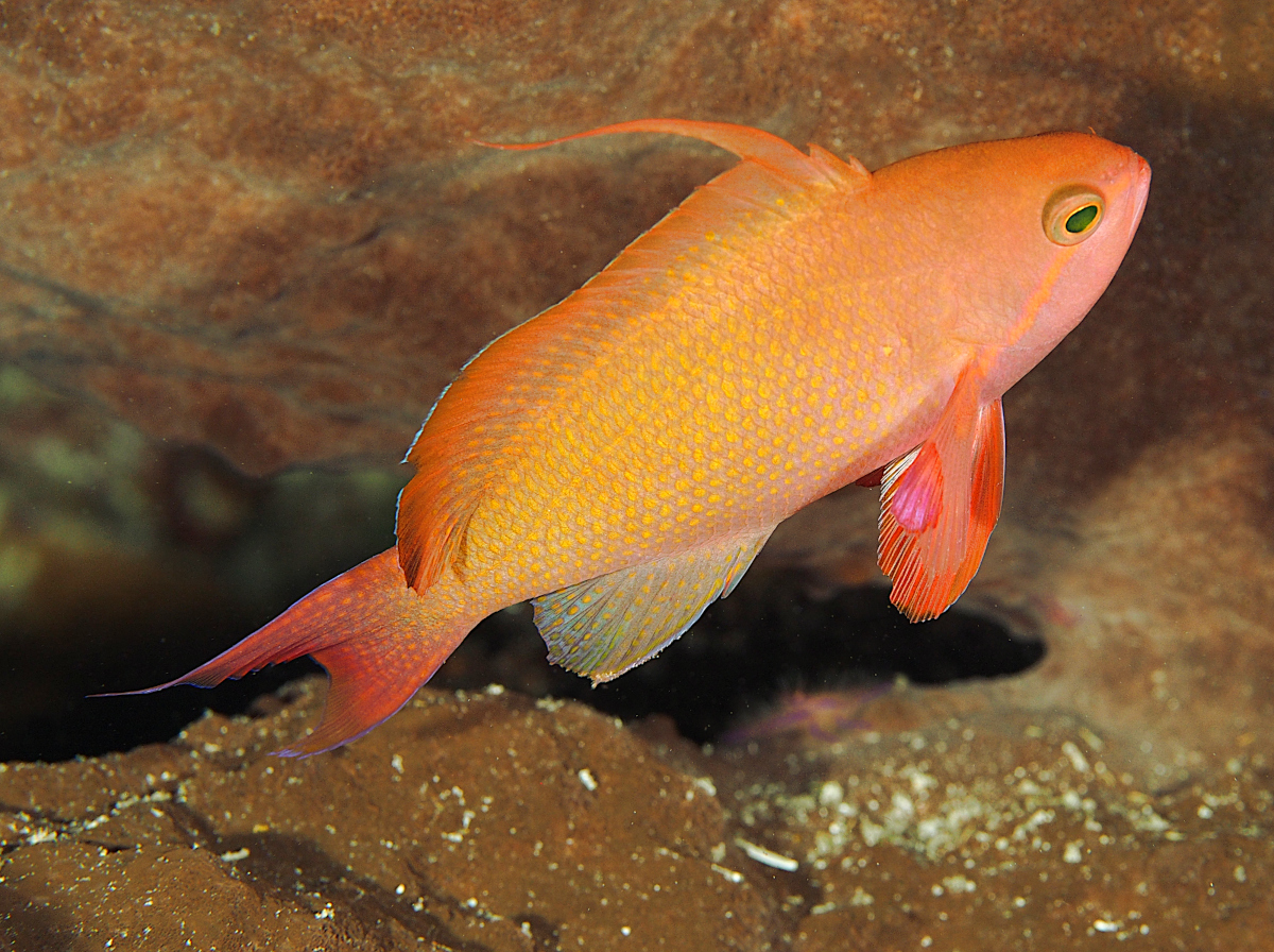 Scalefin Anthias - Pseudanthias squamipinnis