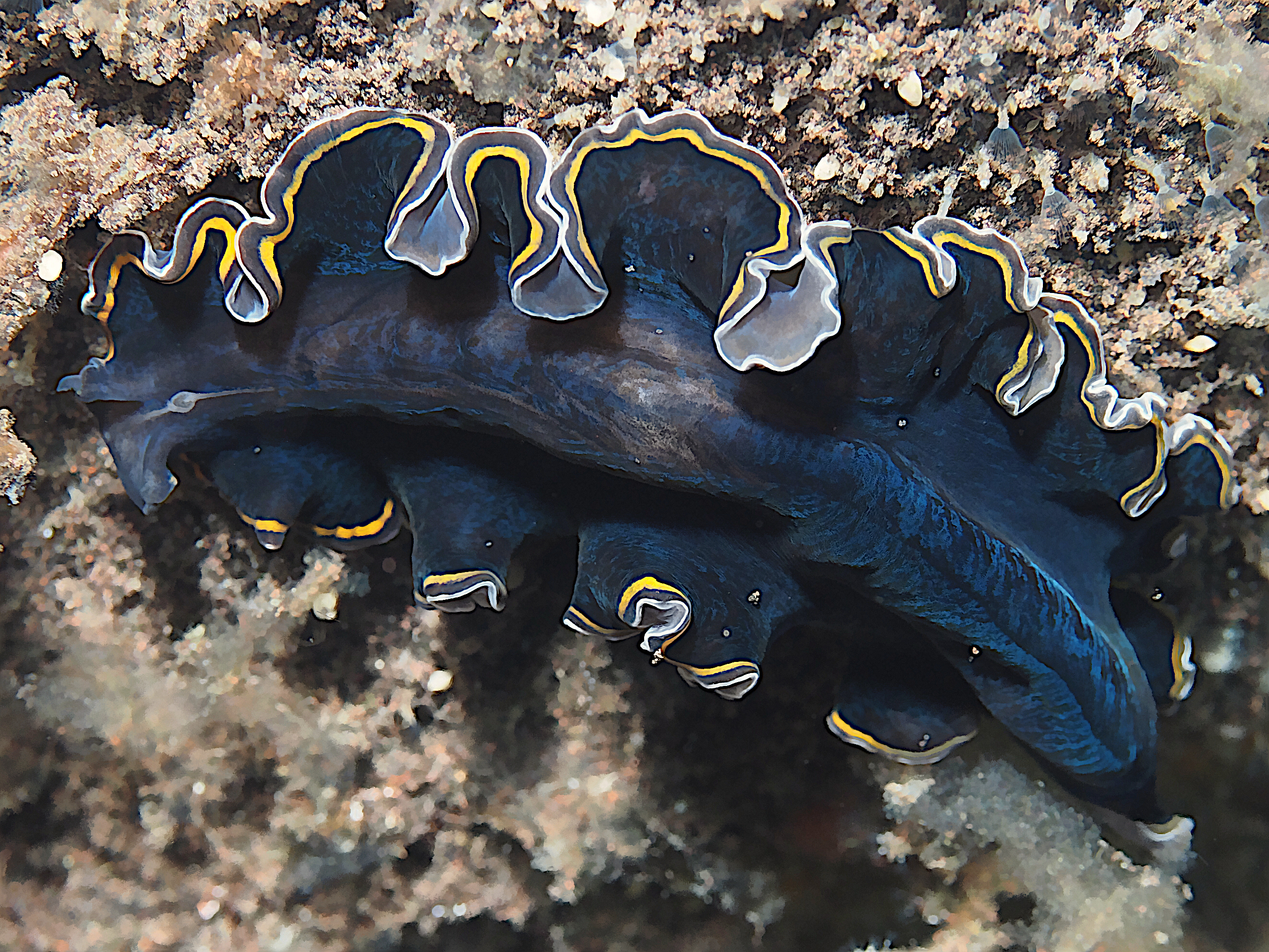 Hancock's Flatworm - Pseudobiceros hancockanus - Fiji