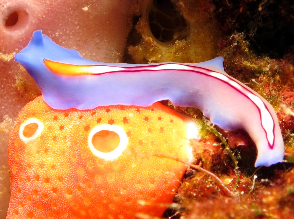 Racing Stripe Flatworm - Pseudoceros bifurcus