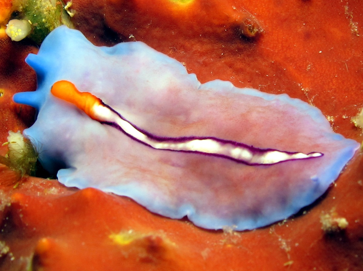 Racing Stripe Flatworm - Pseudoceros bifurcus