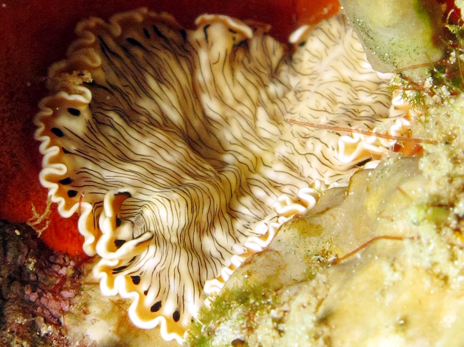 Lined Flatworm - Maritigrella crozierae