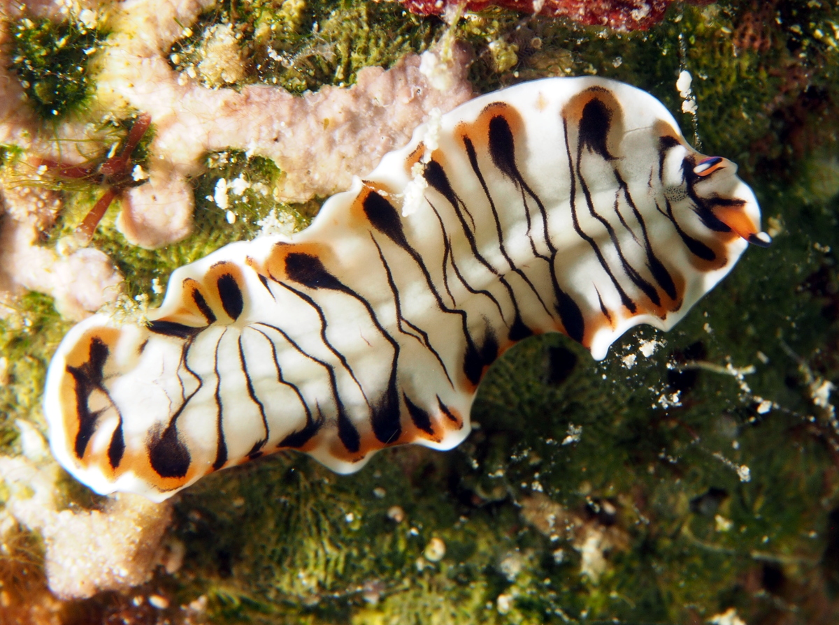 Lined Flatworm - Maritigrella crozierae