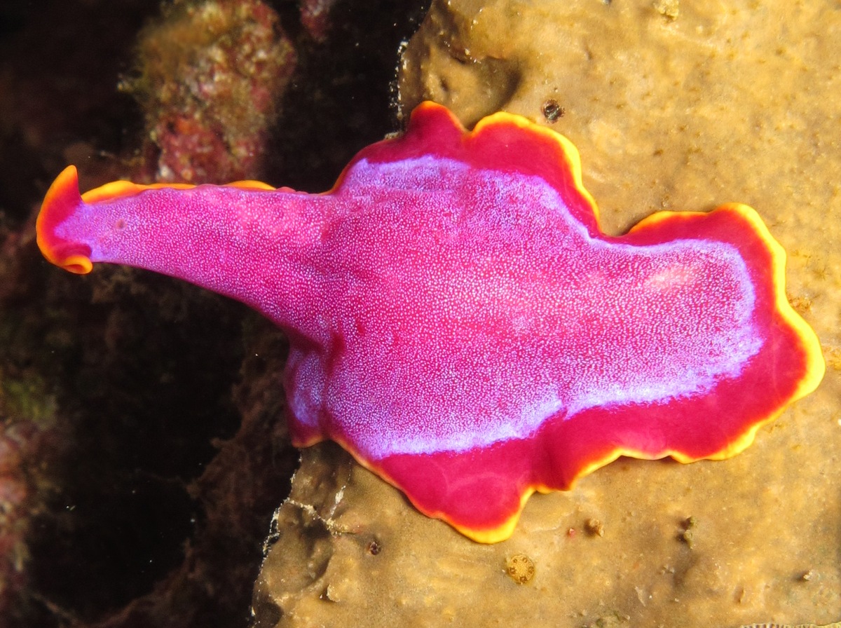 Fuchsia Flatworm - Pseudoceros ferrugineus