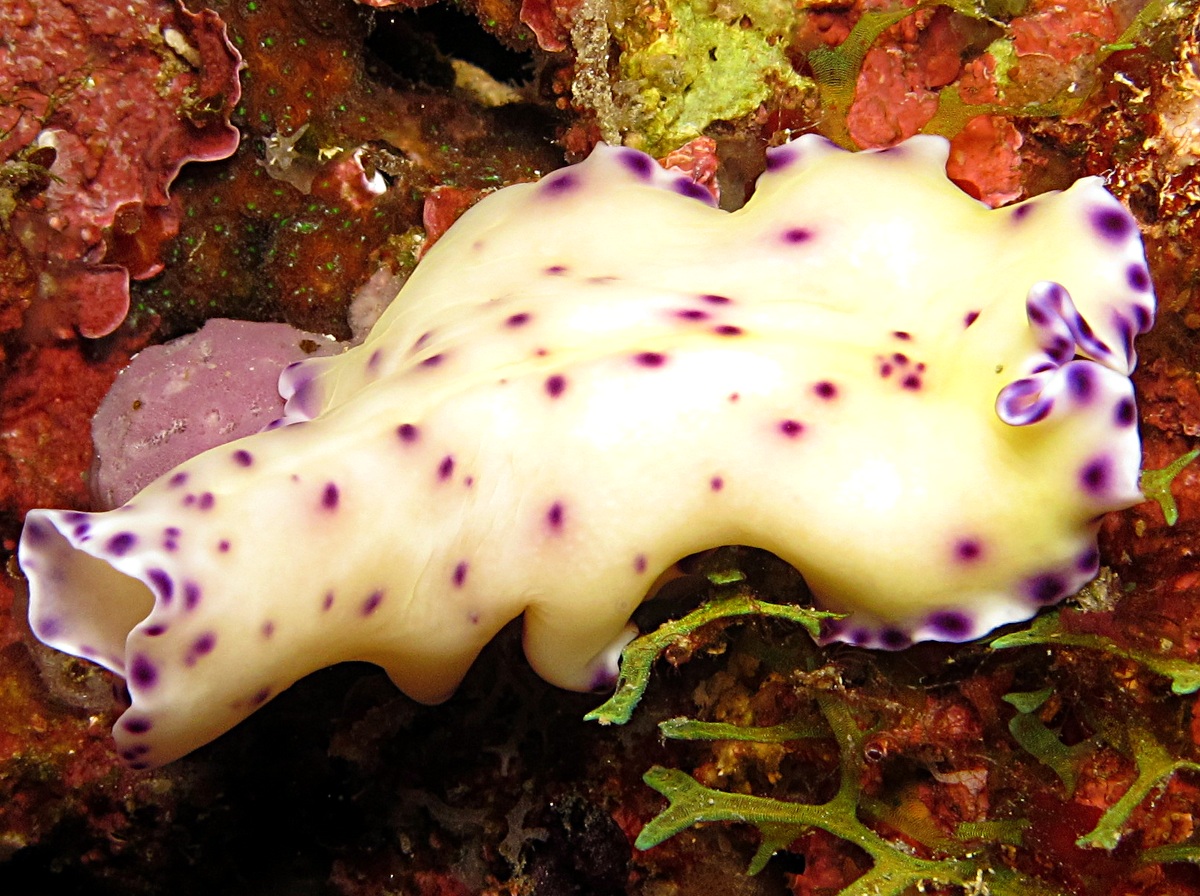 Laing Island Flatworm - Pseudoceros laingensis - Dumaguete, Philippines