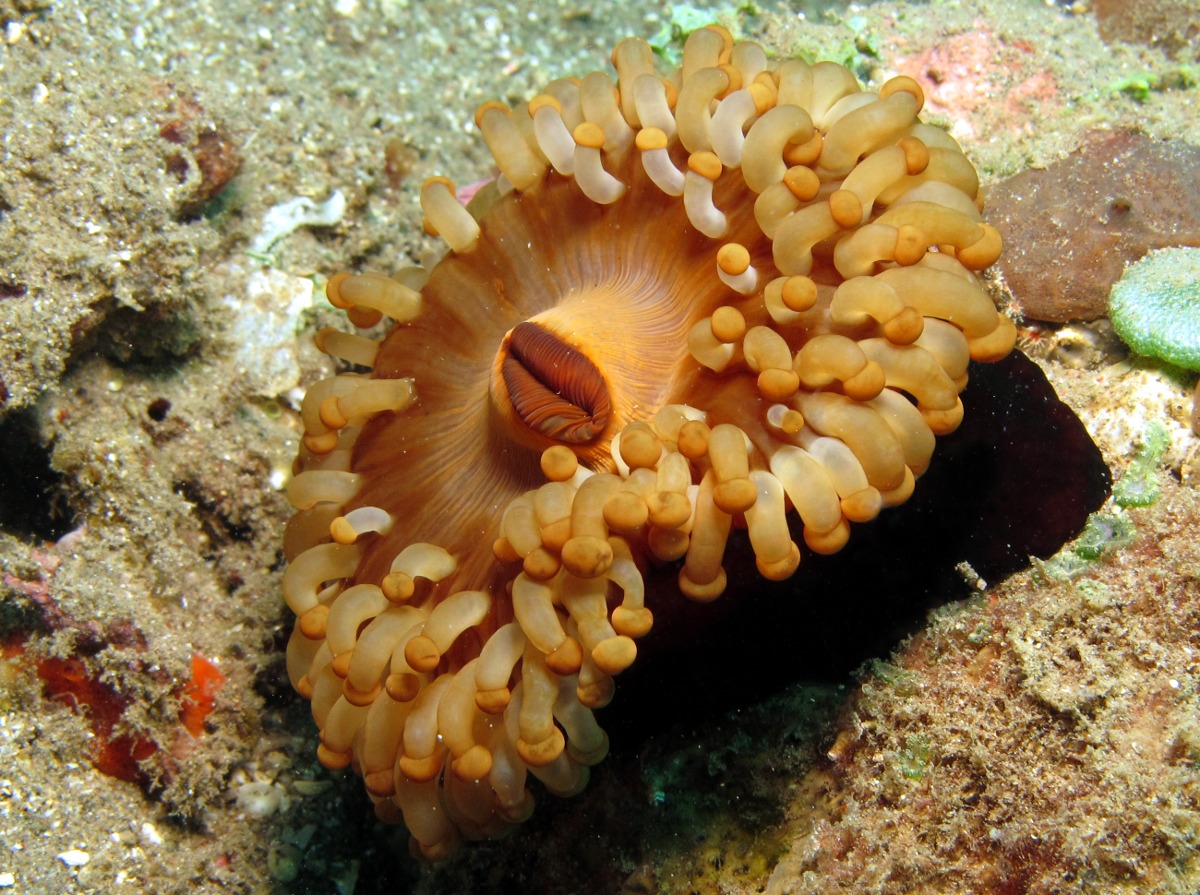 Pseudocorynactis sp. 1 - Pseudocorynactis sp. 1 - Dumaguete, Philippines
