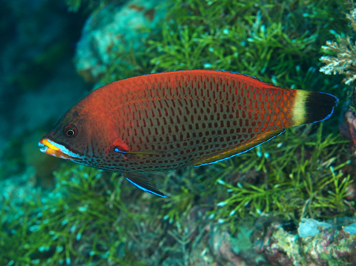 Chiseltooth Wrasse - Pseudodax moluccanus - Wakatobi, Indonesia