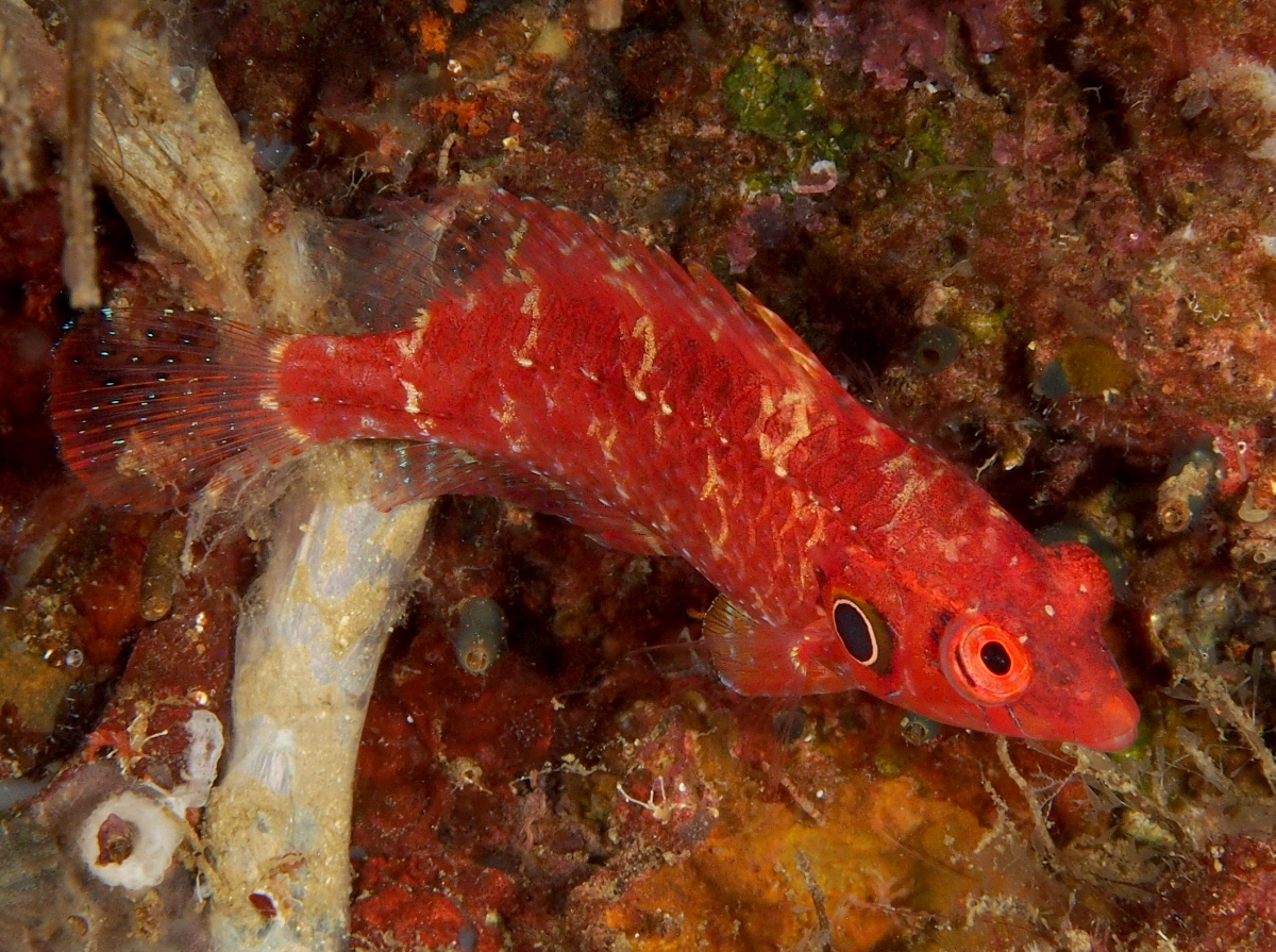 Cryptic Wrasse - Pteragogus cryptus - Anilao, Philippines