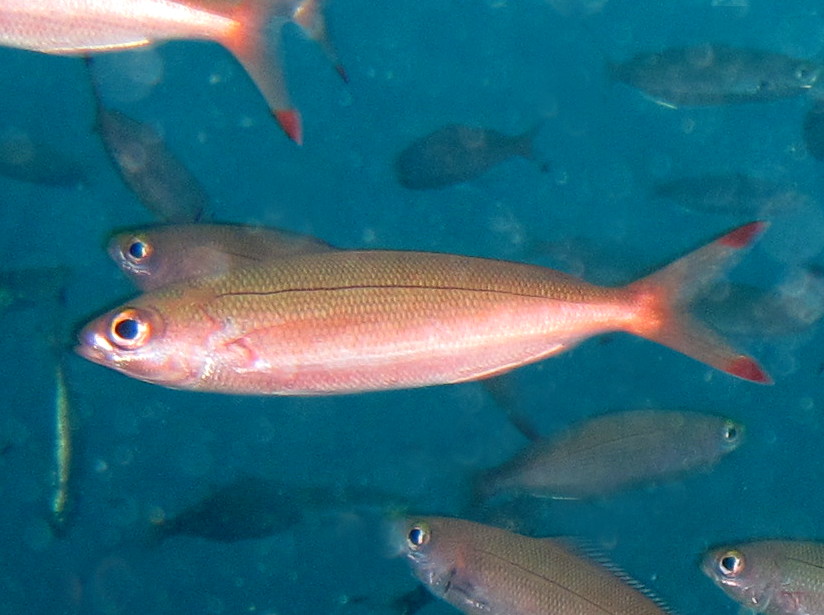 Ruddy Fusilier - Pterocaesio pisang - Dumaguete, Philippines