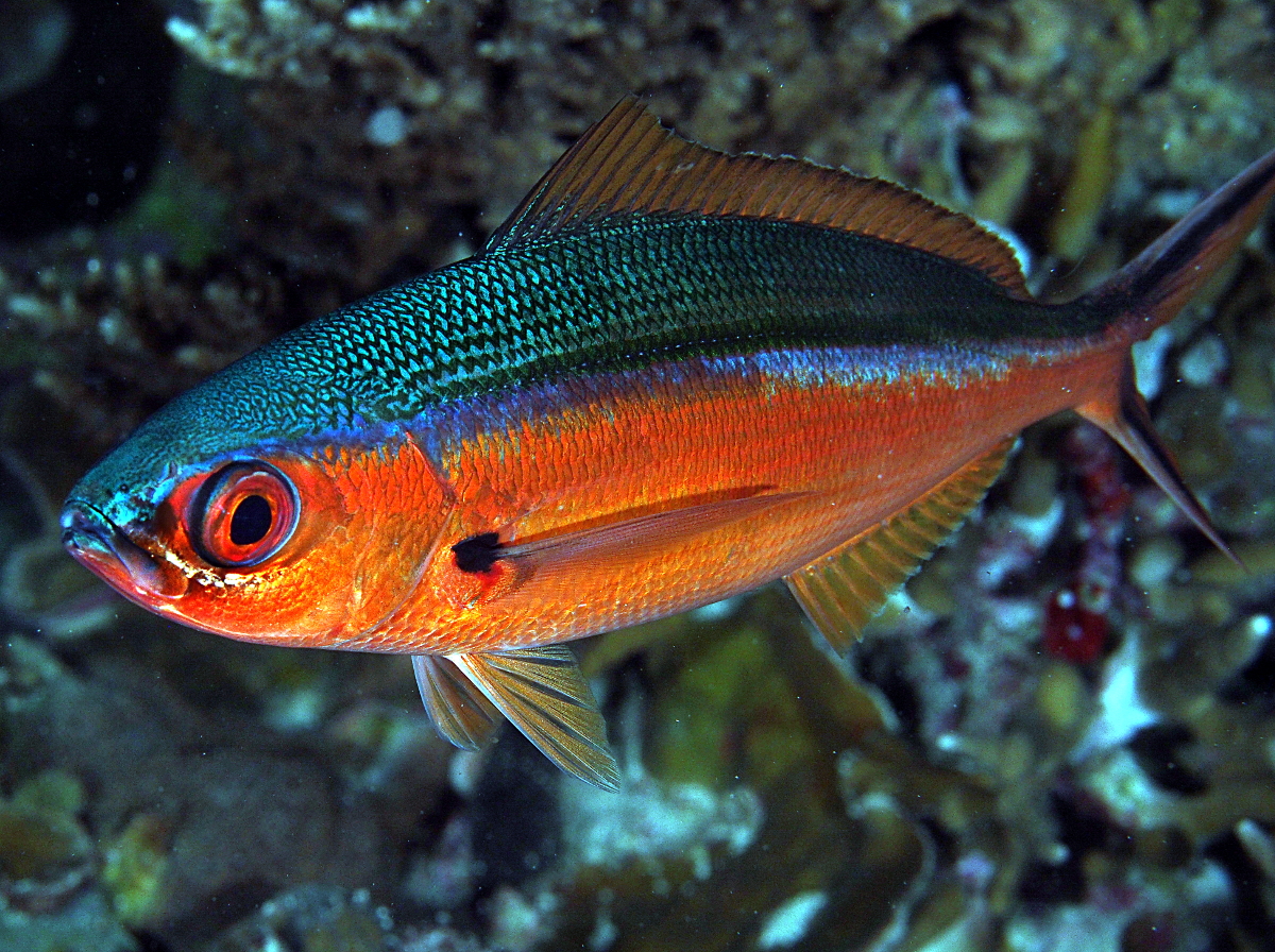 Bluestreak Fusilier - Pterocaesio tile - Palau