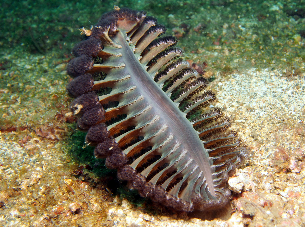 Pteroeides sp. 1 - Pteroeides sp. 1 - Lembeh Strait, Indonesia
