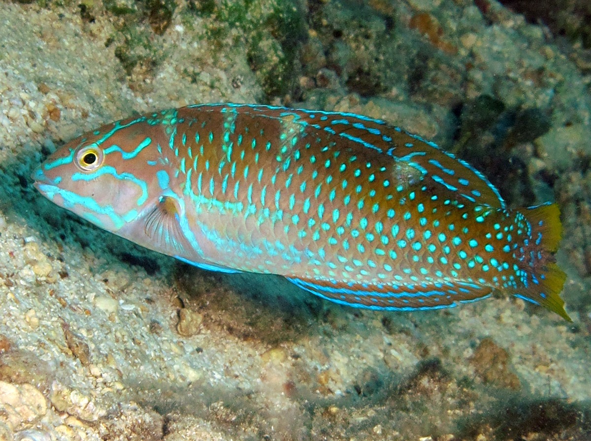 Puddingwife - Halichoeres radiatus
